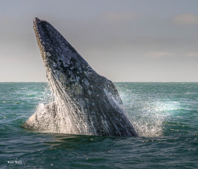 A majestic gray whale breaches the surface of the water in the Ojo de Liebre Lagoon near Guerrero Negro, showcasing the incredible power and grace of these gentle giants