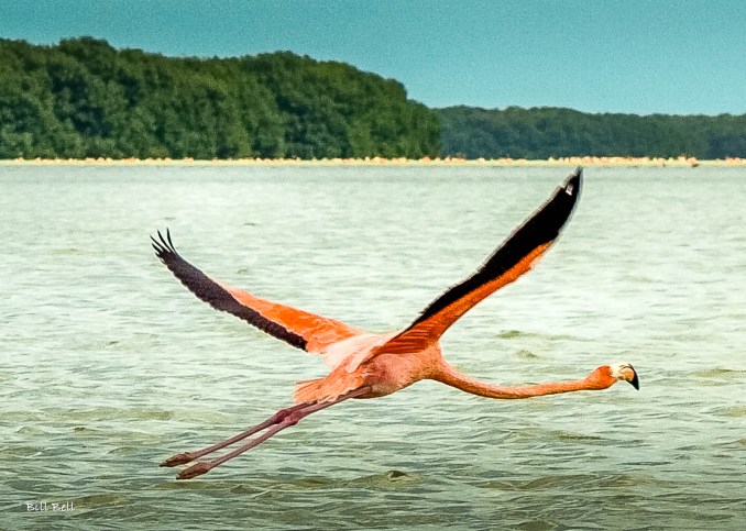 A solitary flamingo gracefully glides above the waters of Celestún, showcasing its elegant flight and vibrant colors against a backdrop of lush mangrove forests.