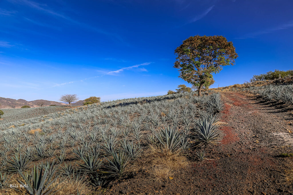 A close-up look at the meticulously planted rows of blue agave, a testament to centuries of agricultural expertise and tradition in Tequila, Jalisco.