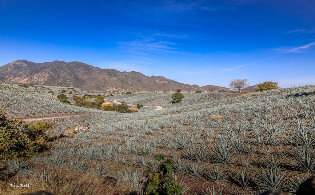  Sweeping views of the blue agave fields stretch out under the clear sky in the UNESCO-designated Tequila Valley, Jalisco. The heart of tequila production begins in these iconic landscapes.