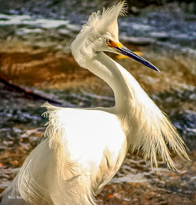 Heron in Catemaco:A heron stands majestically by the waters of Lake Catemaco, highlighting the rich birdlife that attracts birdwatchers to the area. (Photo by Bill Bell)