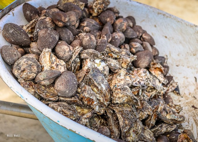 A wheelbarrow filled with freshly harvested shellfish, showcasing the abundance of local seafood in Los Ayala.