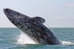 Grey Whale..Baja Magic at it Best Scammon's Lagoon Dorothy Bell Photograph