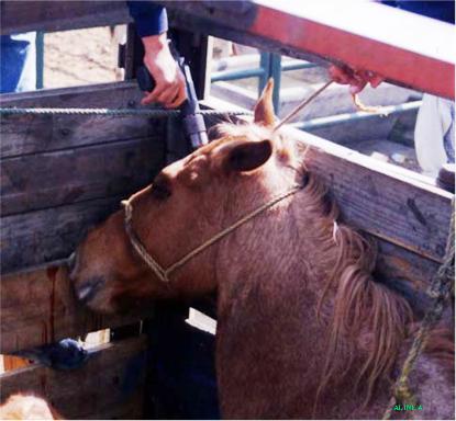 Horse slaughter3