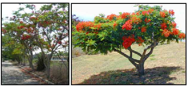 Poinciana 1