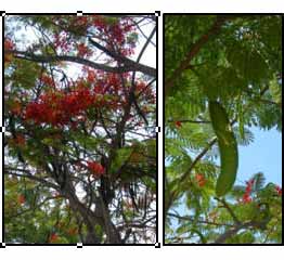 Poinciana