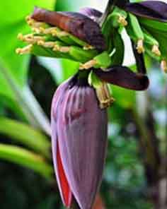 banana tree1