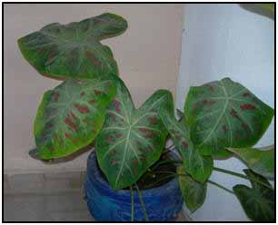 caladium