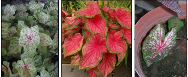 caladium1