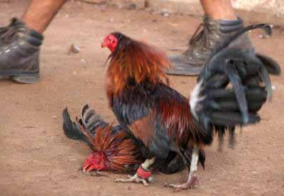 cock fighting