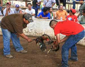 cock fighting3