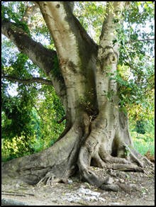 fig tree