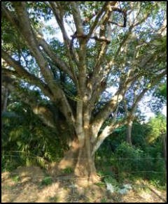 fig tree5