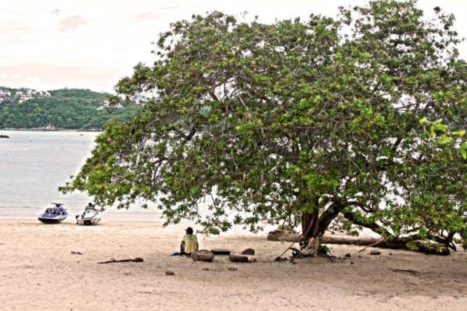 A tranquil moment under a sprawling tree on one of Huatulco's many pristine beaches, offering shade and serenity by the sea