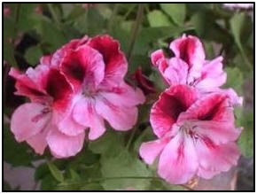 ivygeranium