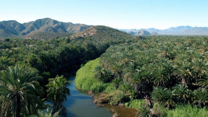 A breathtaking view of the lush Mulegé River Valley, where palm trees and greenery thrive in the midst of the Baja desert.