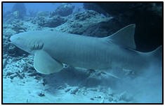 nurse shark