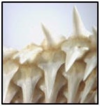 sharkteeth