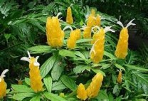 shrimp plant