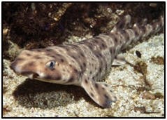 swellshark