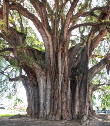 At over 2000 years old, El Arbol del Tule, which is actually an Ahuehuete Cypress, is amongst the oldest living trees in the world. With a 10 meter (33 feet) diameter trunk it is also considered by many to be the broadest tree in the world. The circumference of the trunk is an amazing 54 meters (178 feet) It is over 40 meters (130 feet) high, boasts a foliage diameter of over 51 meters (170 feet), and weighs over 500 tons.