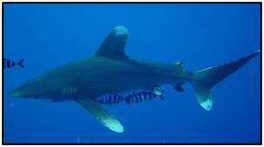 whitetip